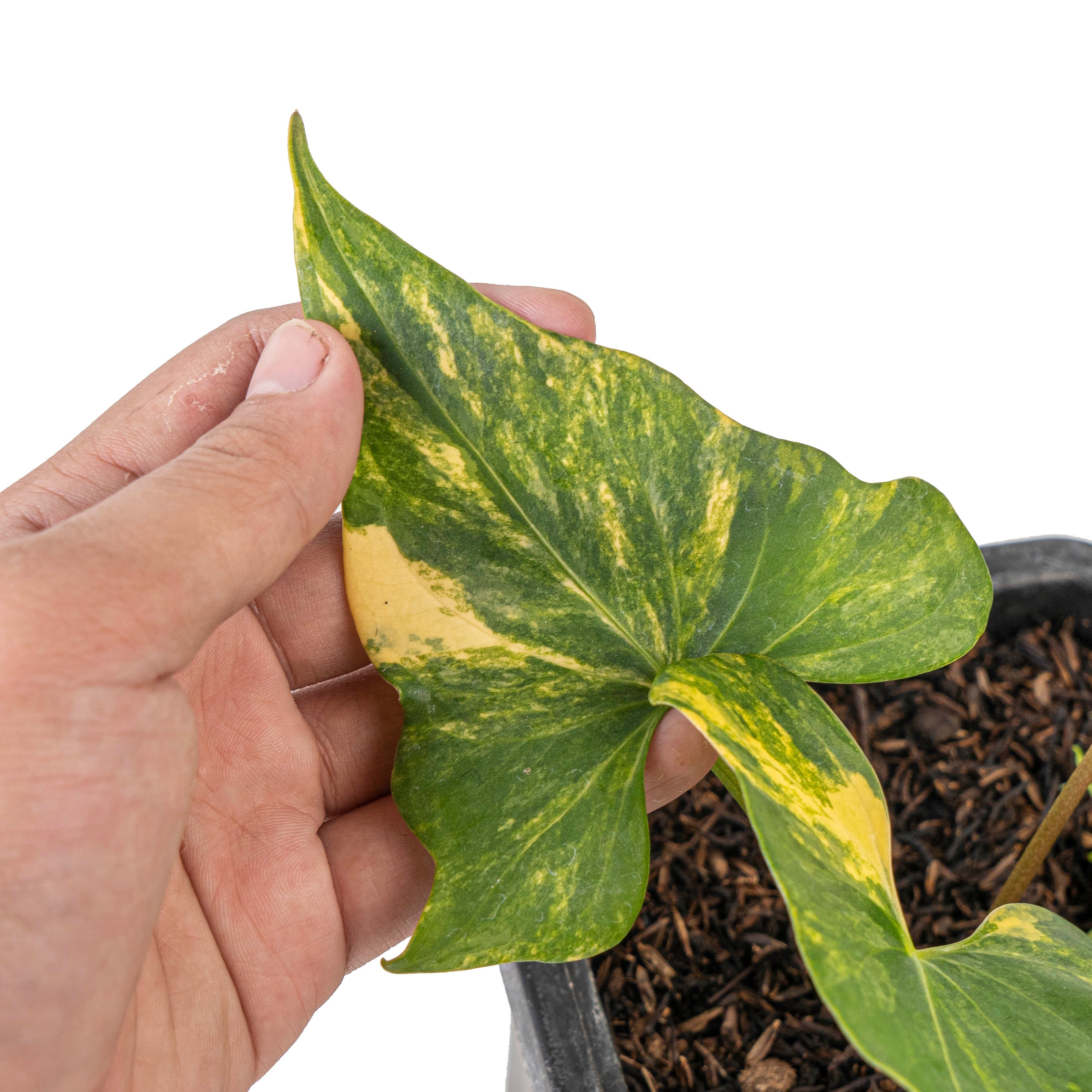 anthurium pteradactyl Anthurium Pterodactyl aurea variegated – Plantstop.us
