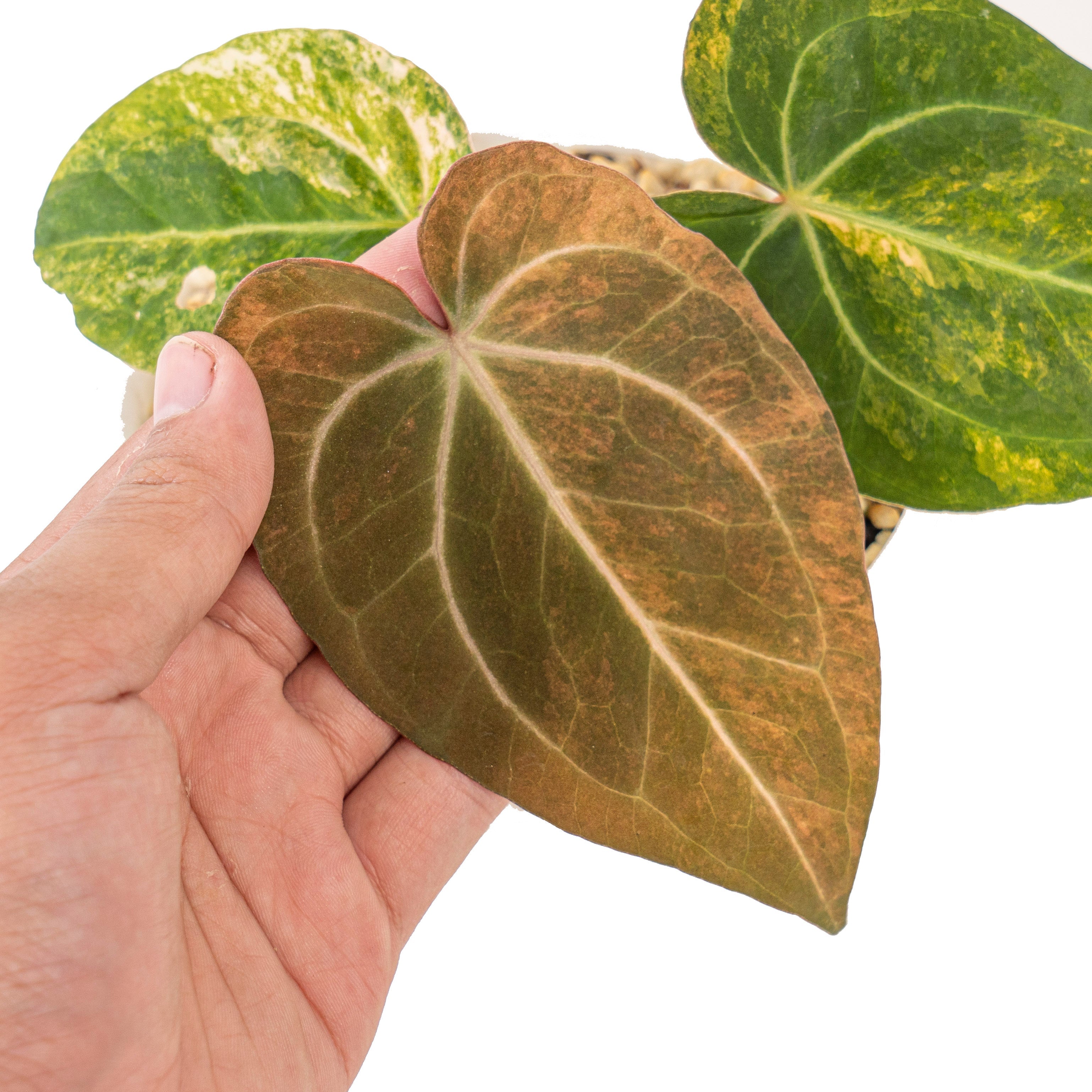 anthurium dave& 39 Anthurium red devils variegated – Plantstop.us