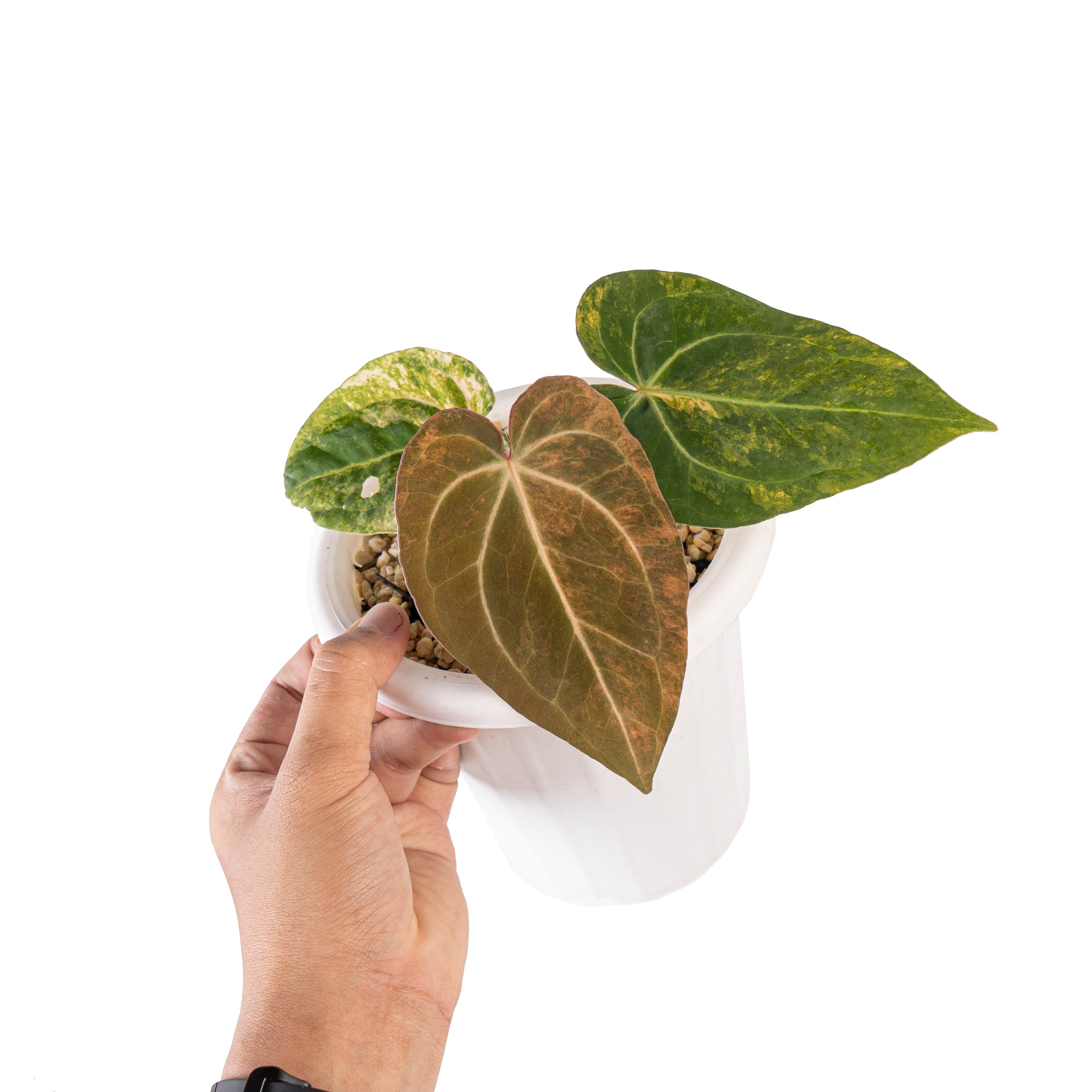 anthurium salviniae Anthurium red devils variegated – Plantstop.us