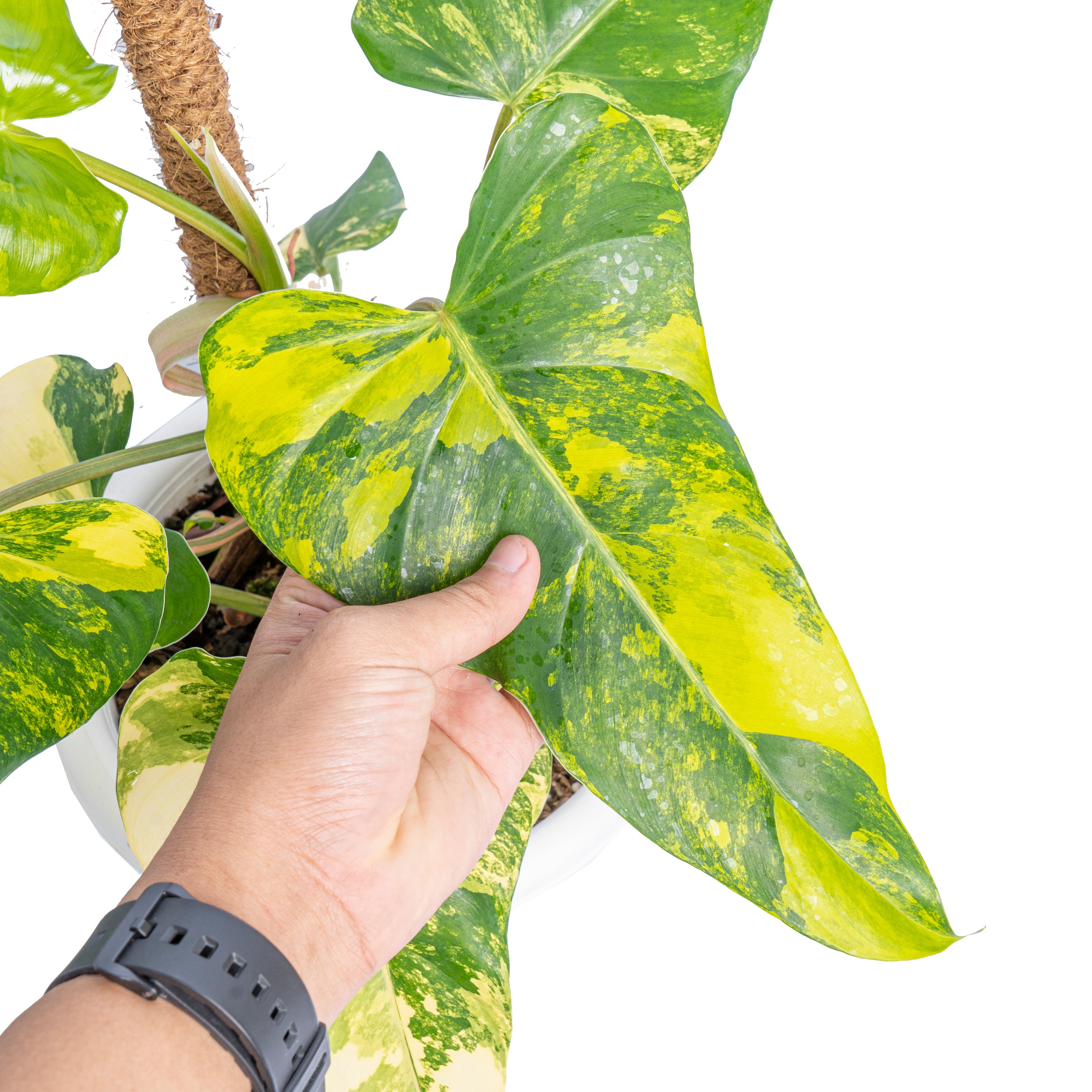 philodendron domesticum variegata for sale Philodendron Odora Variegated – 4.5" Potted Rare Tropical Indoor Plant | Striking Variegated Houseplant