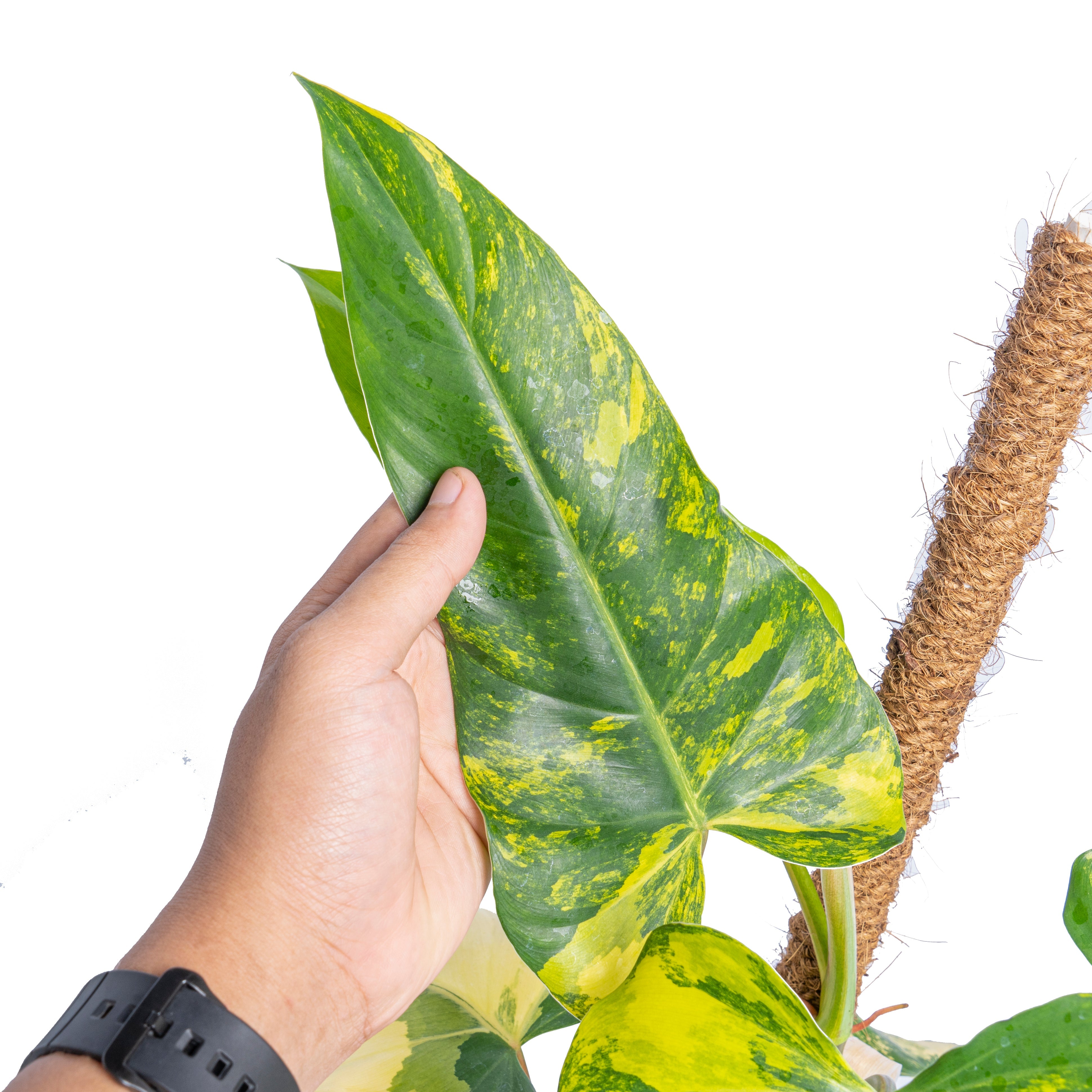 philodendron domesticum mature Philodendron Odora Variegated – 4.5" Potted Rare Tropical Indoor Plant | Striking Variegated Houseplant