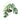 Monstera mint variegated - Aroidmarket