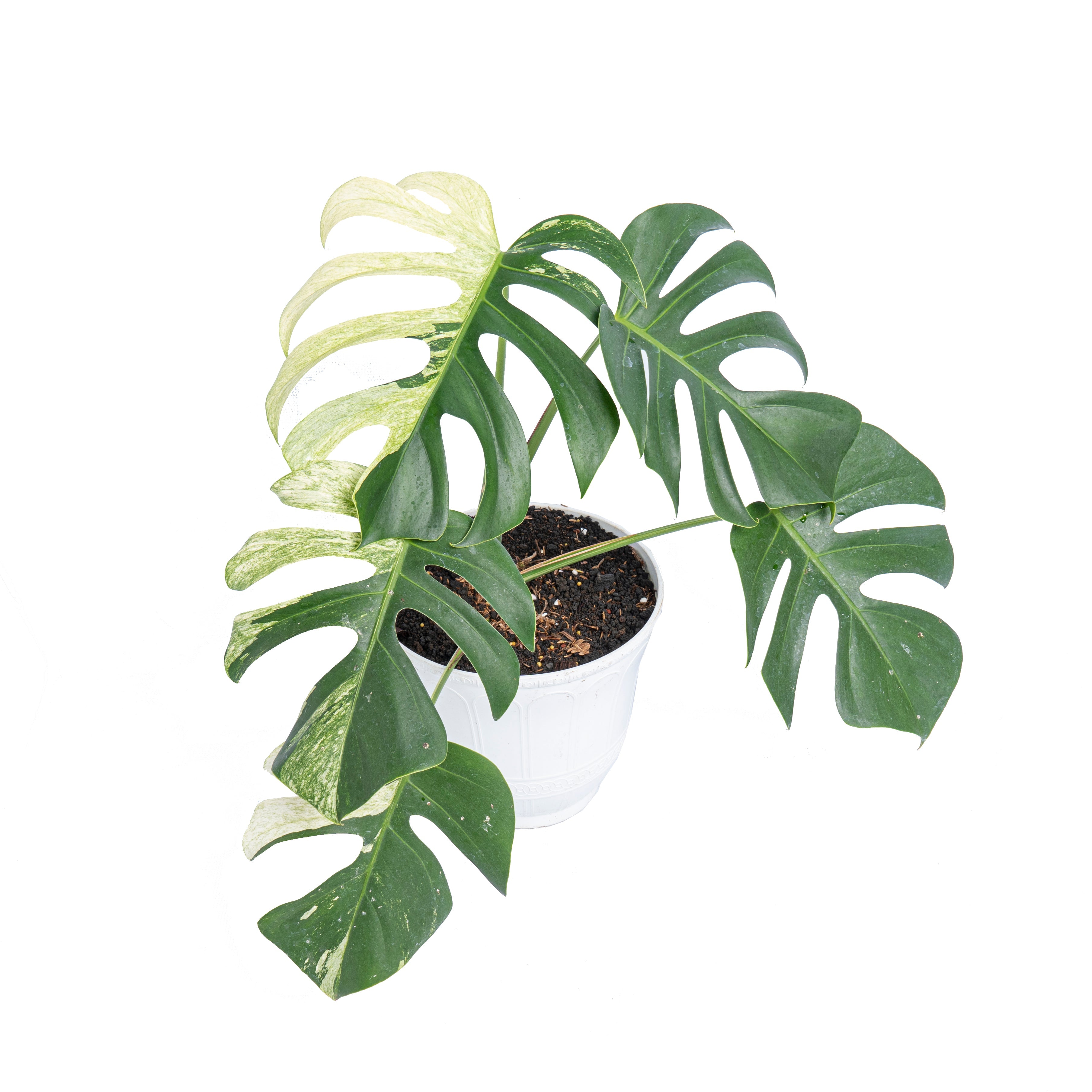 monstera deliciosa mint price Monstera mint variegated – Plantstop.us
