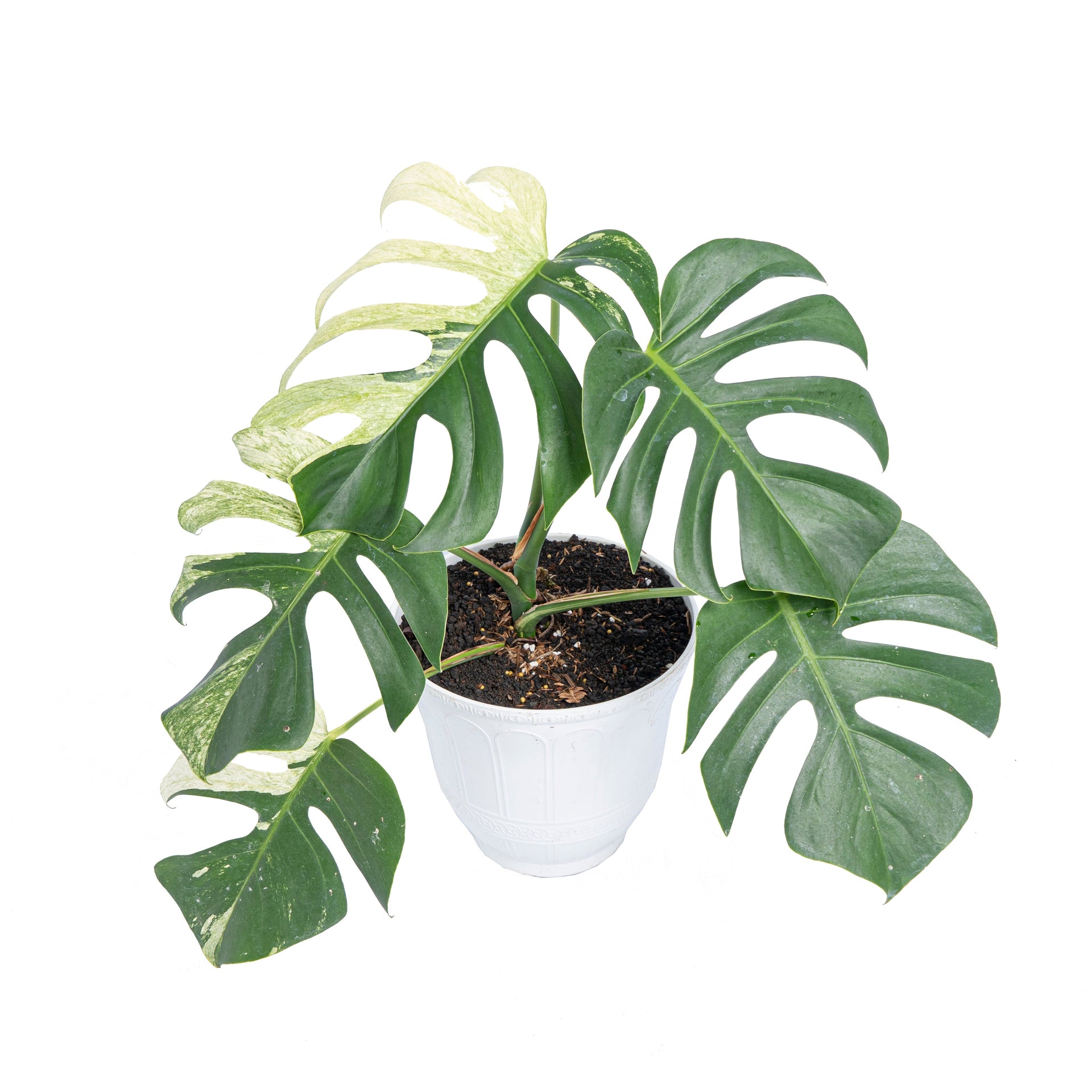Monstera mint variegated – Plantstop.us