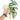 Monstera mint variegated - Aroidmarket