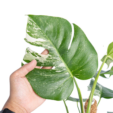 Monstera Albo Variegated 
