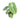 Anthurium Silver Blush - Aroidmarket