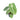 Anthurium Silver Blush - Aroidmarket