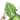 Anthurium Silver Blush - Aroidmarket