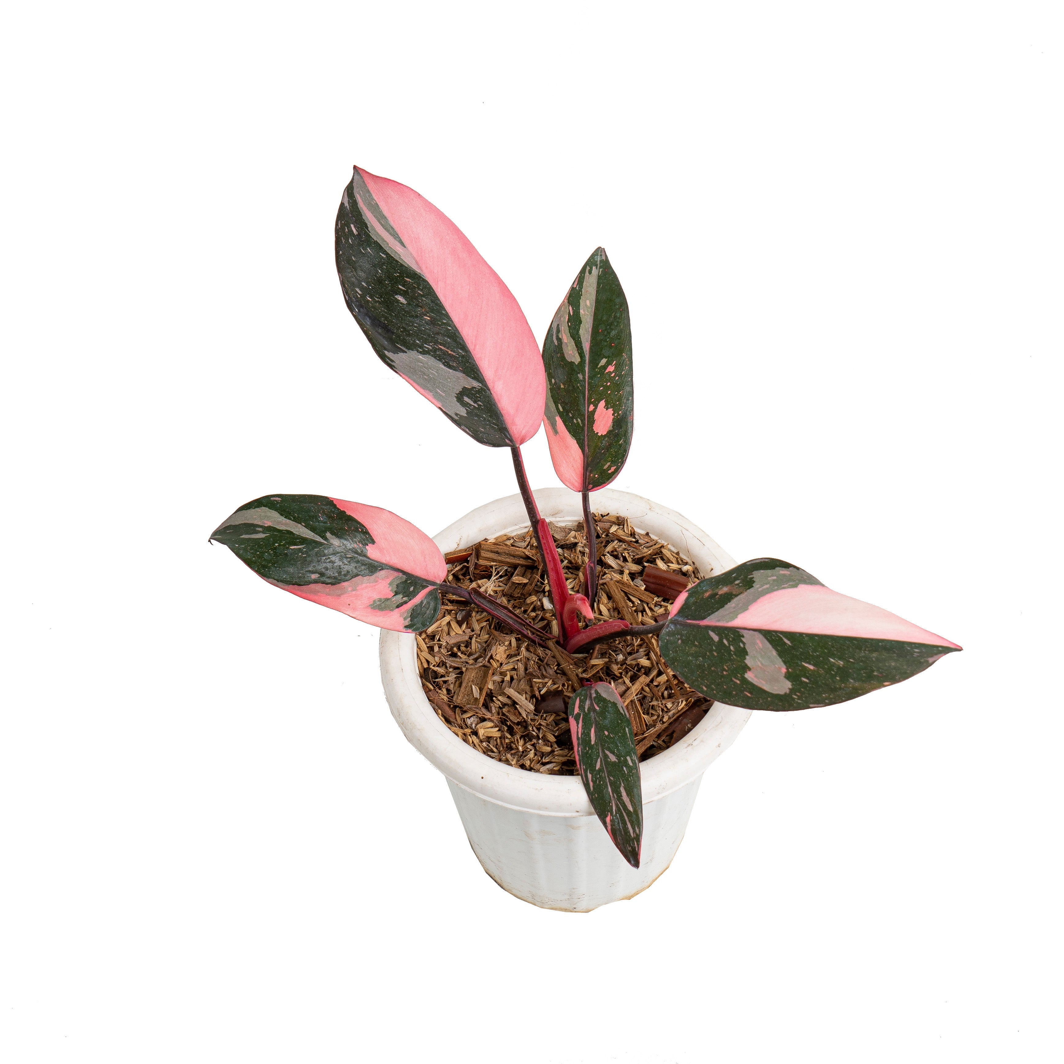 philodendron pink princess etsy Philodendron pink princess black cherry – Plantstop.us
