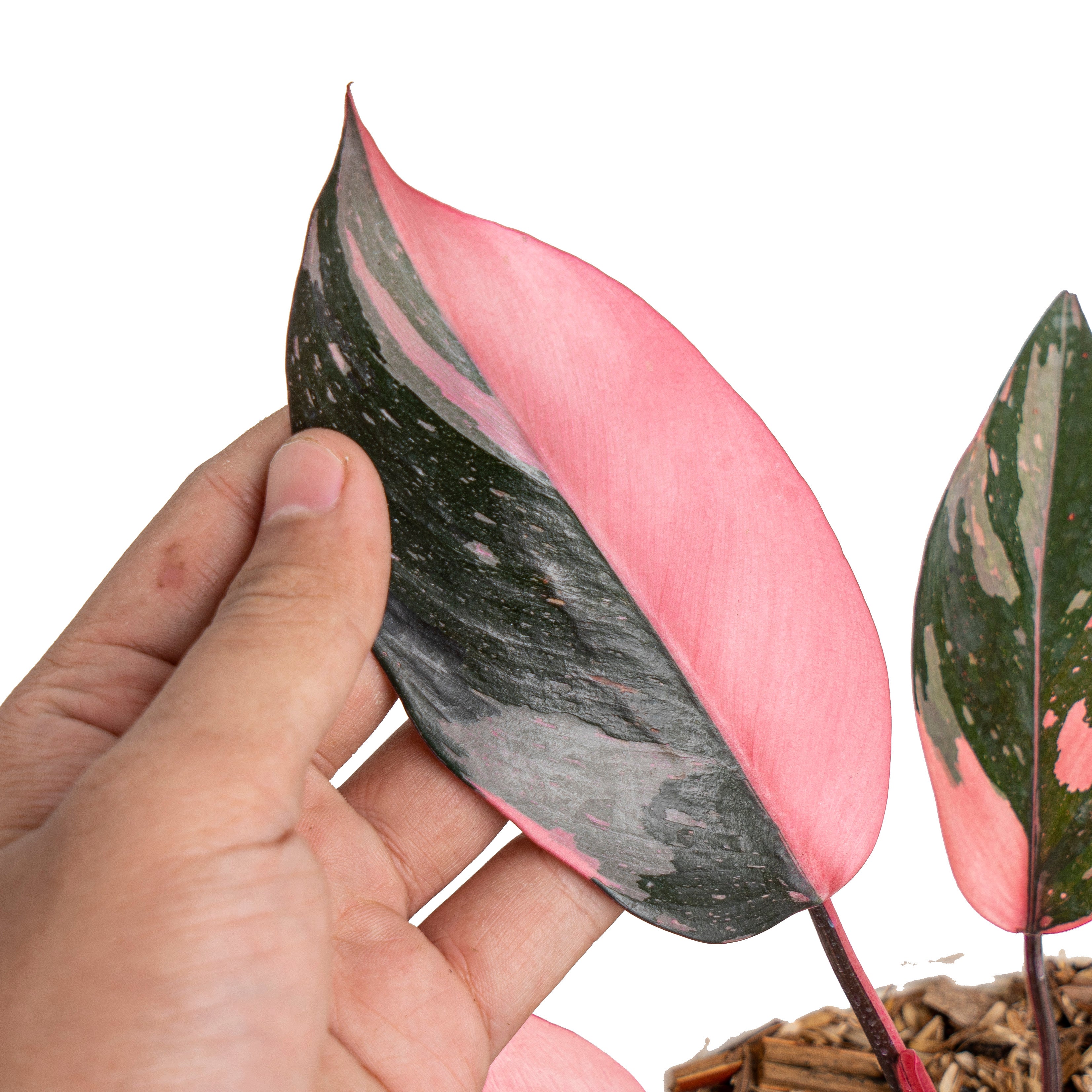 black cherry philodendron Philodendron pink princess black cherry – Plantstop.us