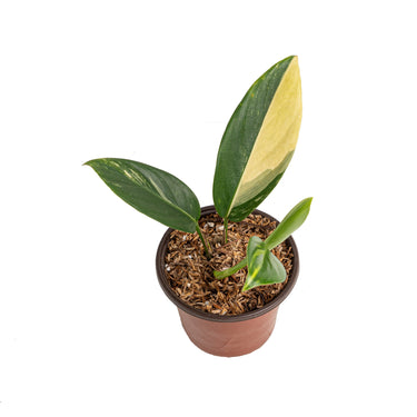 Scindapsus rupestris aurea variegated