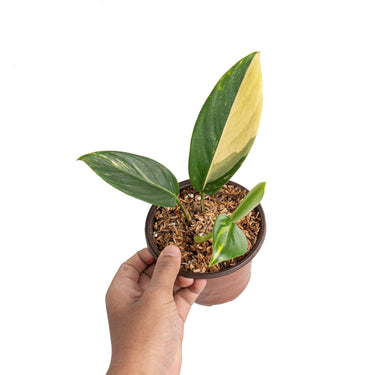 Scindapsus rupestris aurea variegated