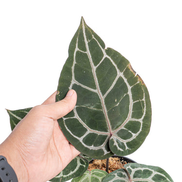 Anthurium 'Michelle' (Doc Block) - Plantstop.us