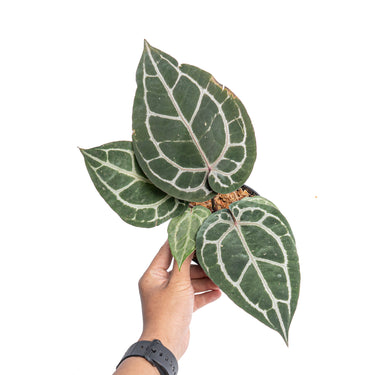 Anthurium 'Michelle' (Doc Block) - Plantstop.us