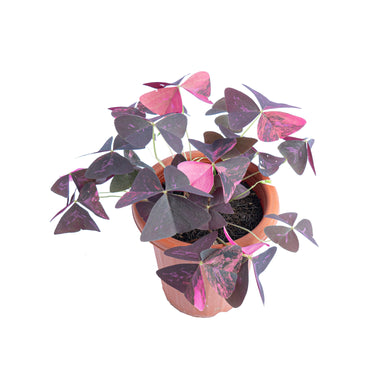 Oxalis triangularis variegated