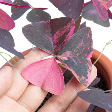 Oxalis triangularis variegated