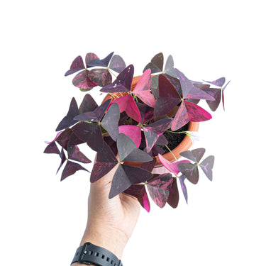 Oxalis triangularis variegated