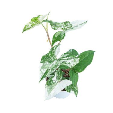 Syngonium Albo Variegated