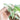 Syngonium Albo Variegated