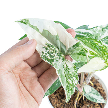 Syngonium Albo Variegated