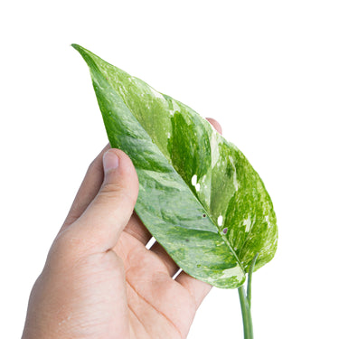 Epipremnum Pinnatum Variegated - Aroidmarket