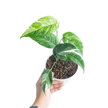 Epipremnum Pinnatum Variegated - Aroidmarket