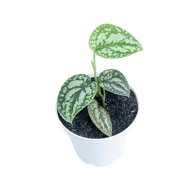 Scindapsus Three Color - Aroidmarket