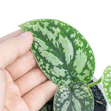 Scindapsus Three Color - Aroidmarket