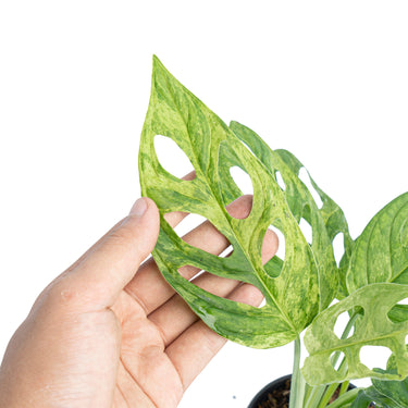 Monstera Adansonii Variegated (INA)