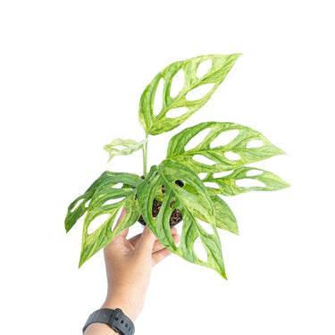 Monstera Adansonii Variegated (INA)