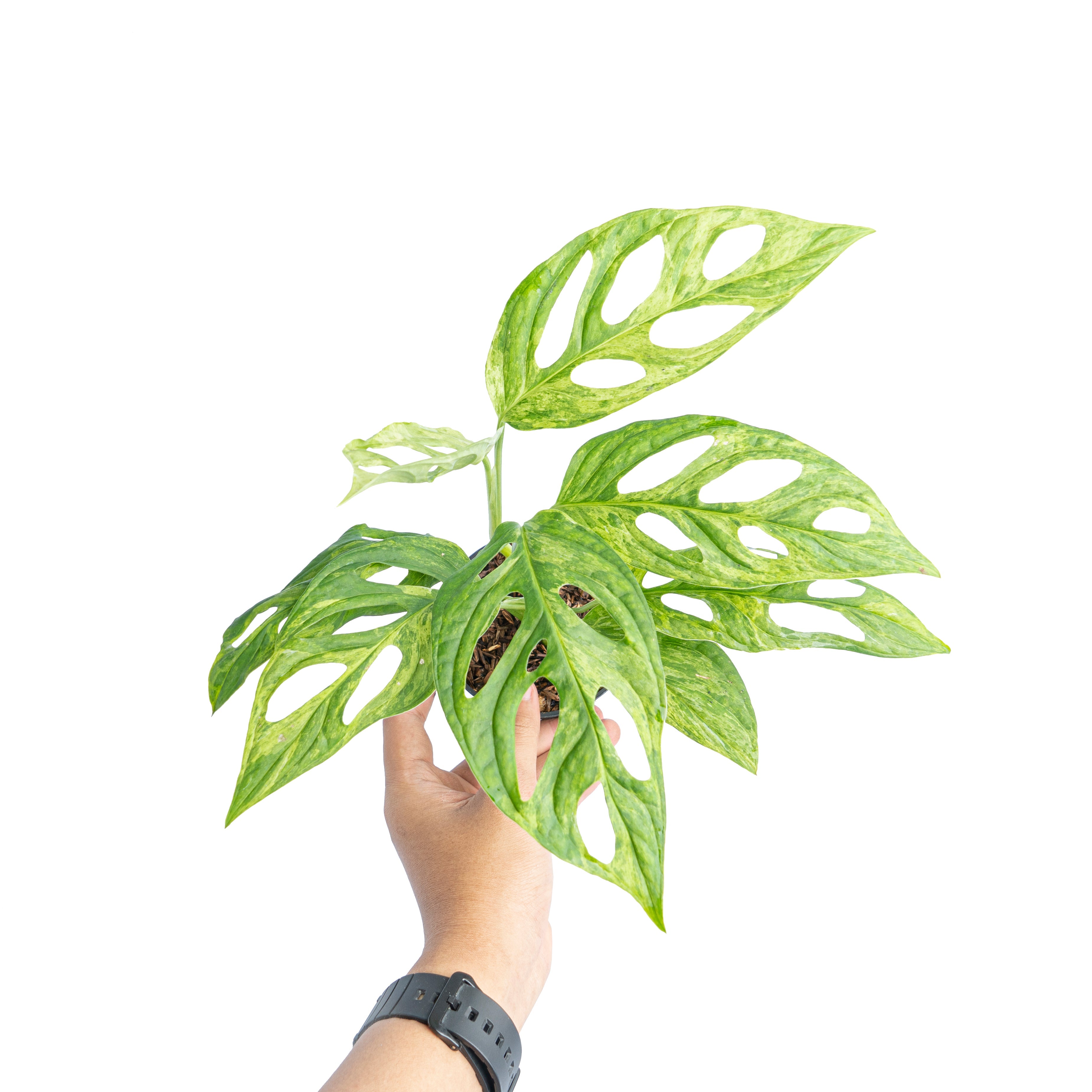 monstera adansonii varigated Monstera Adansonii Variegated (INA) – Plantstop.us