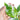 Philodendron White Wizard