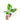 Philodendron White Wizard