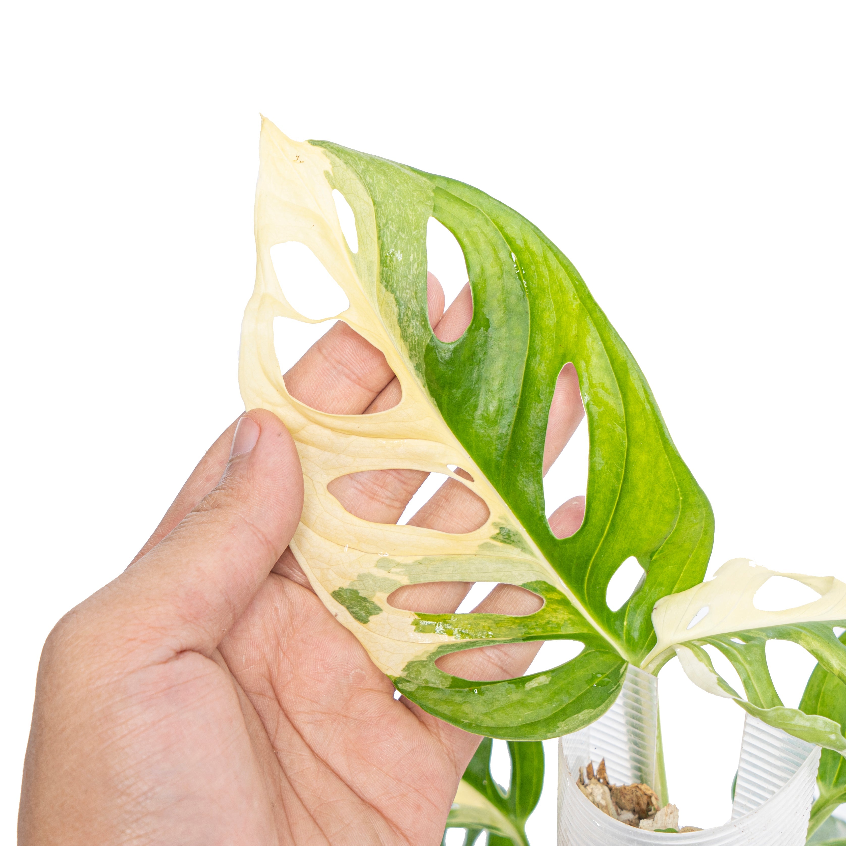 monstera adansonii mature form Monstera Adansonii Variegated