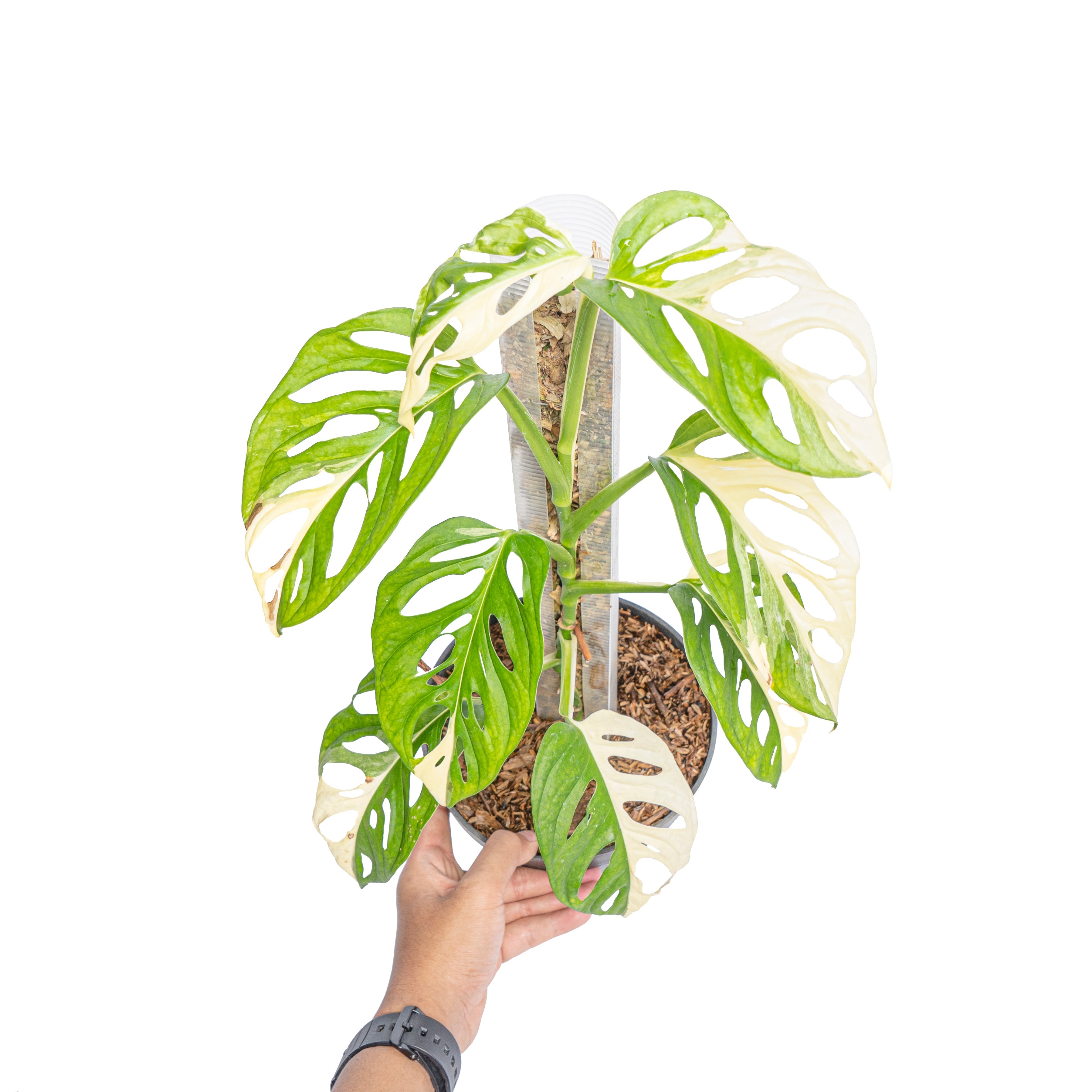 monstera adansonii wholesale Monstera adansonii Variegated