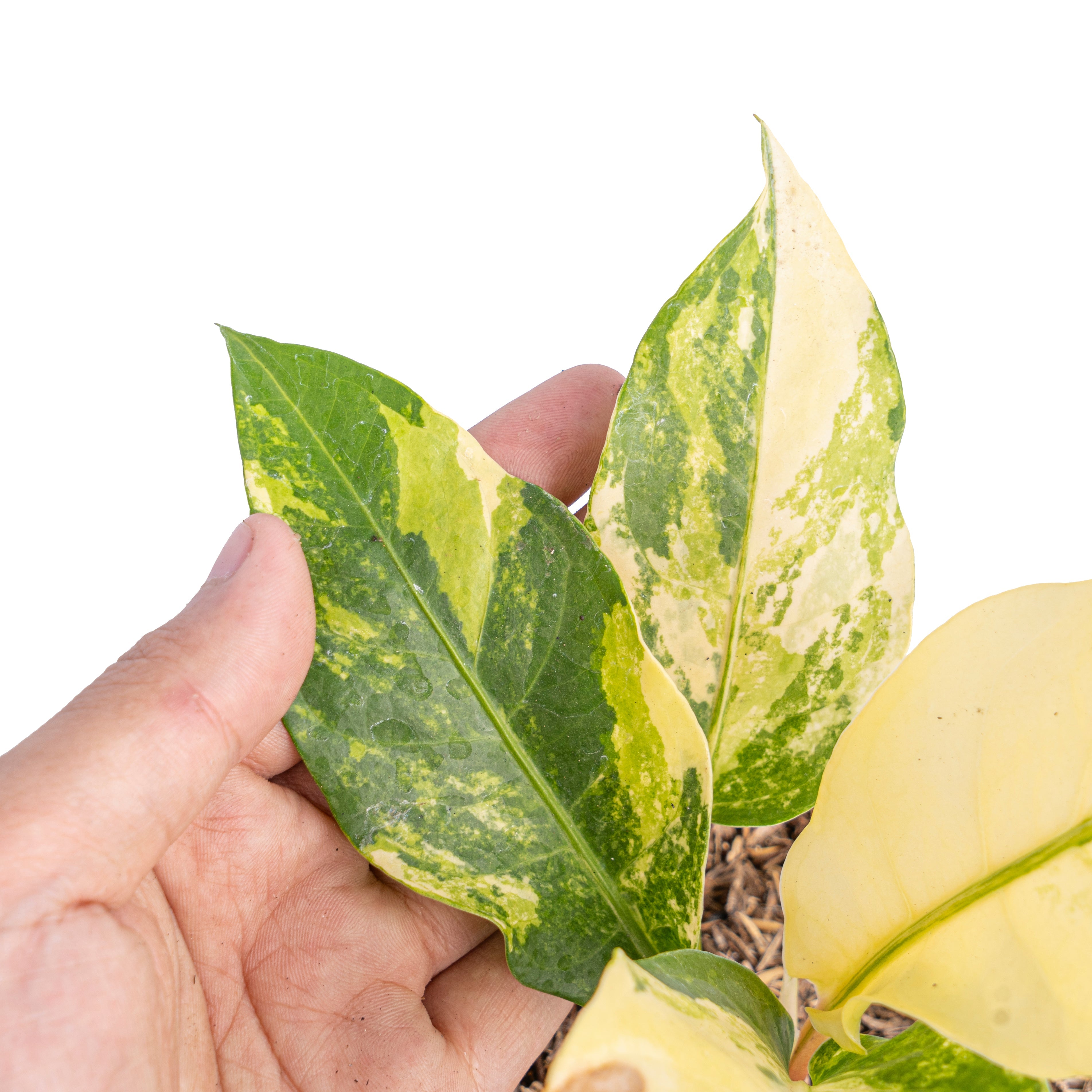 anthurium brownii variegated Anthurium red brownii x garuda variegated – Plantstop.us