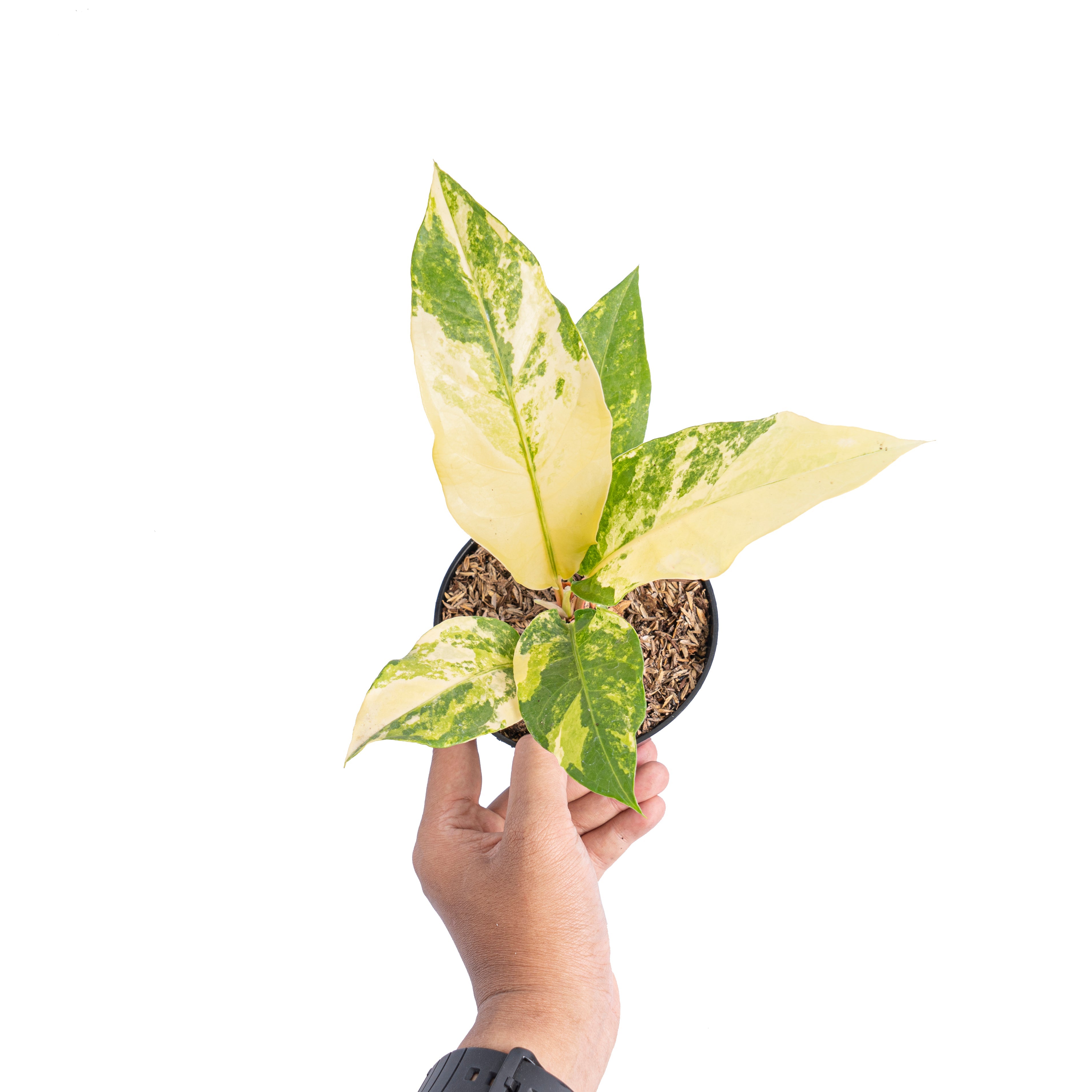 anthurium brownii price Anthurium red brownii x garuda variegated – Plantstop.us