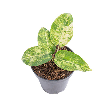 Homalomena aurea variegated Sp Borneo - Aroidmarket