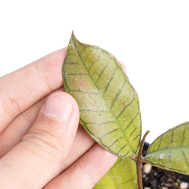 Hoya sp. gunung gading - Aroidmarket