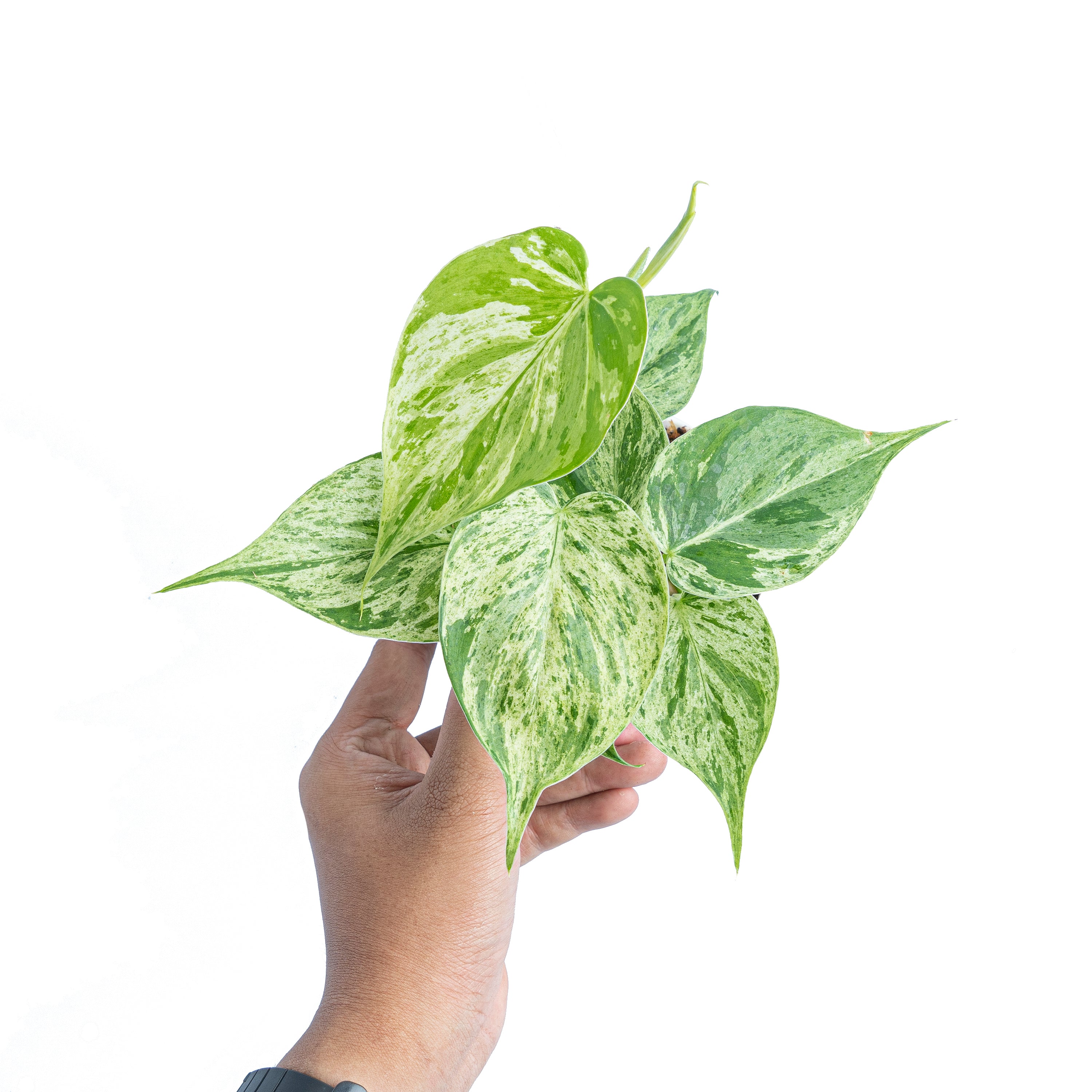 philodendron hederaceum variegated PHILODENDRON HEDERACEUM VARIEGATED