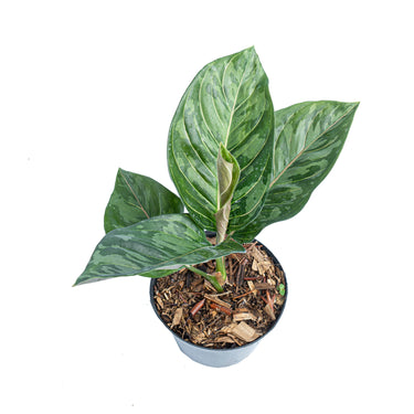 Aglaonema red army - Plantstop.us