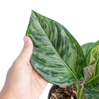 Aglaonema red army - Plantstop.us