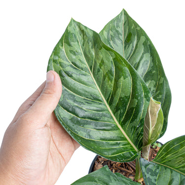 Aglaonema red army - Plantstop.us