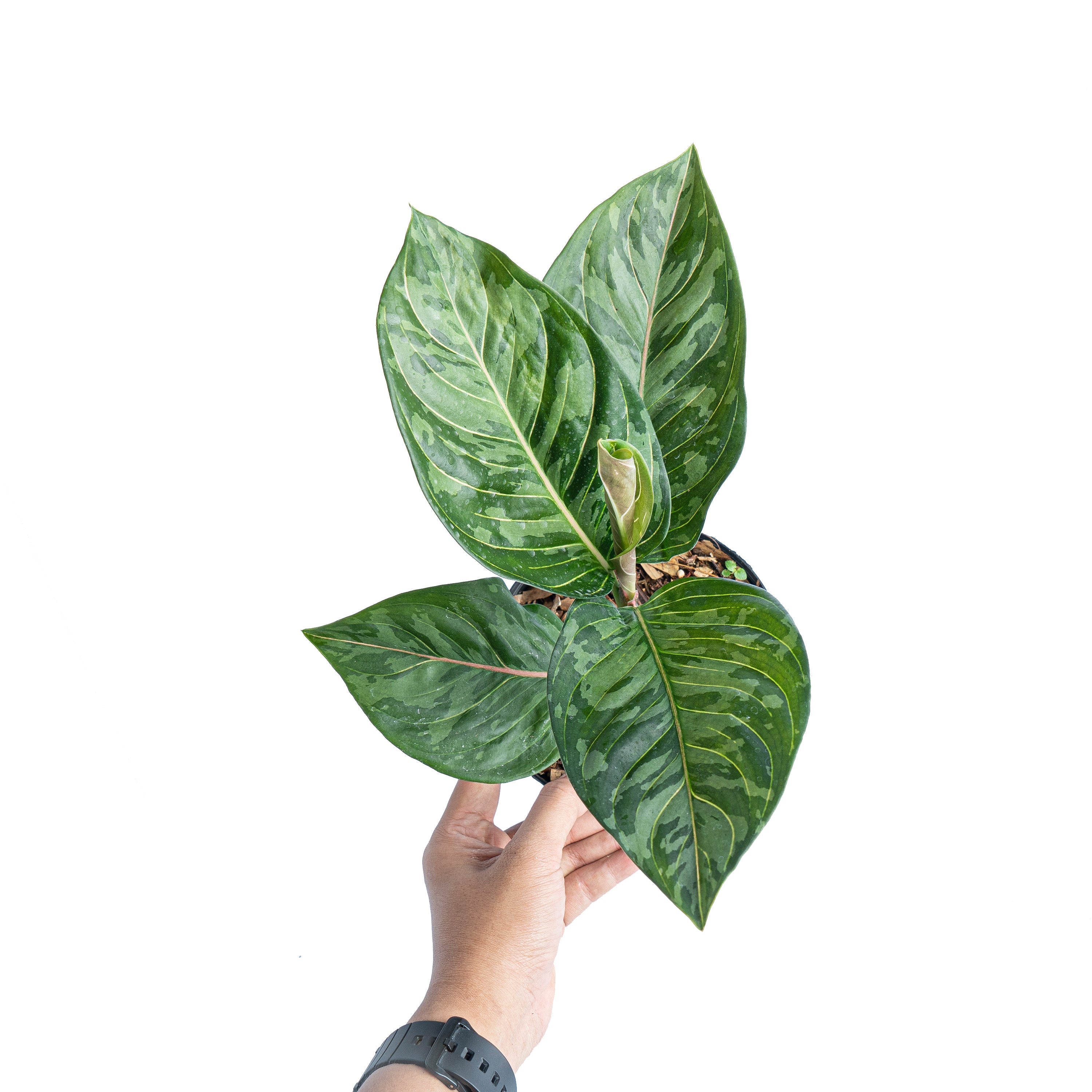aglaonema rotundum red army Aglaonema red army – Plantstop.us