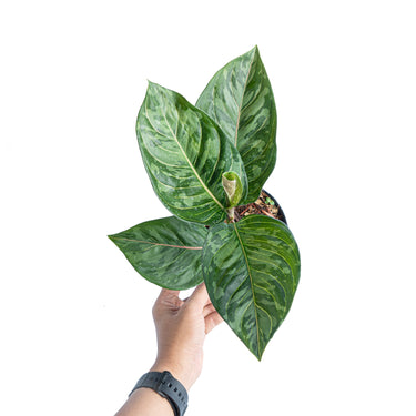 Aglaonema red army - Plantstop.us