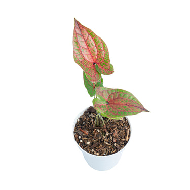 Cyrtosperma johnstonii - Plantstop.us