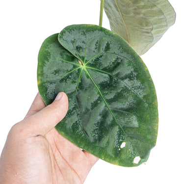 Anthurium papillilaminum - Plantstop.us