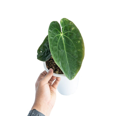Anthurium papillilaminum - Plantstop.us