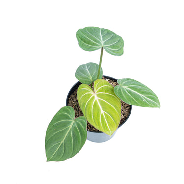 Philodendron gloriosum white veins - Plantstop.us